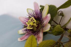 Casa Borgo Regina B&B Bari