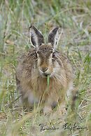 Skaerven Beachfront Condos and Cottage