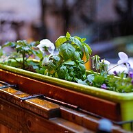 Pied-A-Terre Mont-Royal - Hostel