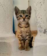 Captain Lazaros Villas