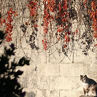 Agriturismo Sa Tanca