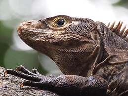 Drake Bay Sunset Lodge