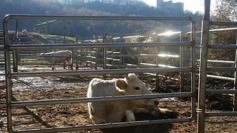 Le Chianine dei Tognoli