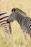 Ndhula Luxury Tented Lodge