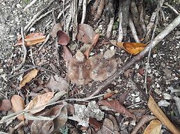 Hidden Haven - Hostel