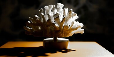 The Moana by DSH Resorts