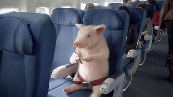 Saint Francis Resort