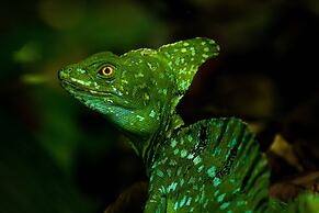 Noah's Forest by Tifakara