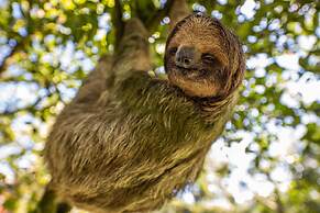 Noah's Forest by Tifakara