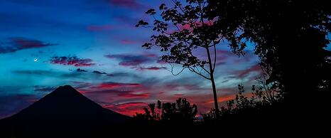 Noah's Forest by Tifakara