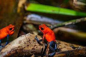 Noah's Forest by Tifakara