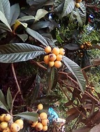 Espaço UNIFLORA Eventos