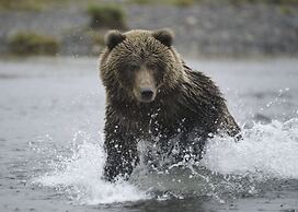 Kodiak Compass Suites