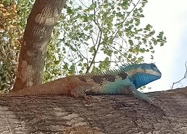 Damnak Tormeas Homestay