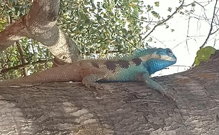 Damnak Tormeas Homestay