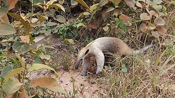 Atta Rainforest Lodge