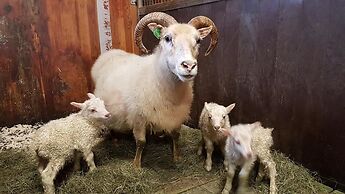 Klara's Farm Holidays