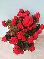 La Terrazza sul Mare