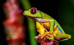 Summit Rainforest & Golf Resort