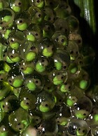 Summit Rainforest & Golf Resort