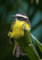 Summit Rainforest & Golf Resort