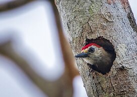 Summit Rainforest & Golf Resort