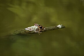 Summit Rainforest & Golf Resort