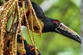 Summit Rainforest & Golf Resort