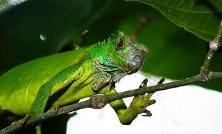 Summit Rainforest & Golf Resort