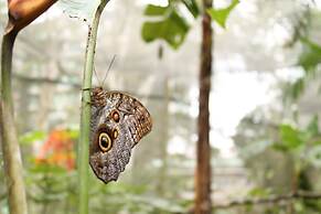 Summit Rainforest & Golf Resort