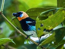 Summit Rainforest & Golf Resort