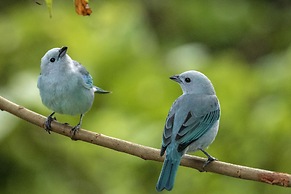 Summit Rainforest & Golf Resort