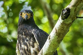 Summit Rainforest & Golf Resort