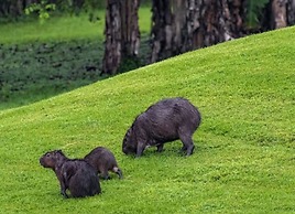 Summit Rainforest & Golf Resort