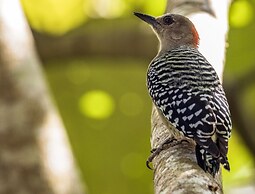 Summit Rainforest & Golf Resort