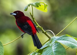 Summit Rainforest & Golf Resort