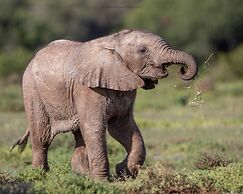 HillsNek Safari Camp - Amakhala Game Reserve
