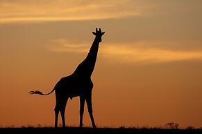 HillsNek Safari Camp - Amakhala Game Reserve