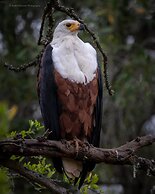 HillsNek Safari Camp - Amakhala Game Reserve