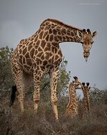 HillsNek Safari Camp - Amakhala Game Reserve
