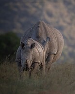 HillsNek Safari Camp - Amakhala Game Reserve