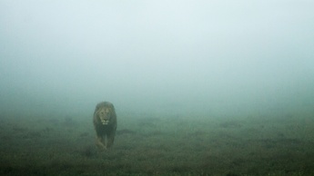 HillsNek Safari Camp - Amakhala Game Reserve