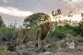 HillsNek Safari Camp - Amakhala Game Reserve