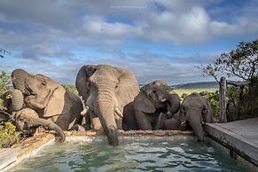 HillsNek Safari Camp - Amakhala Game Reserve