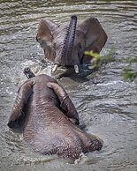 HillsNek Safari Camp - Amakhala Game Reserve