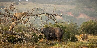 HillsNek Safari Camp - Amakhala Game Reserve