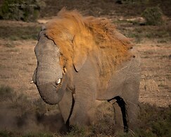 HillsNek Safari Camp - Amakhala Game Reserve