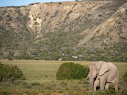 HillsNek Safari Camp - Amakhala Game Reserve
