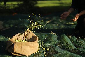 The Westin Resort, Costa Navarino
