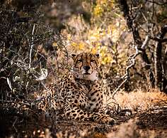 Buffelsdrift Game Lodge